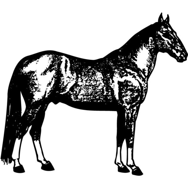 HORSE054 Thumbnail